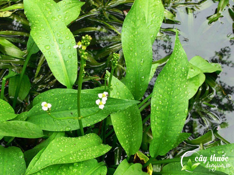 Hình ảnh cây trạch tả