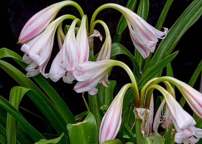 Cây trinh nữ hoàng cung