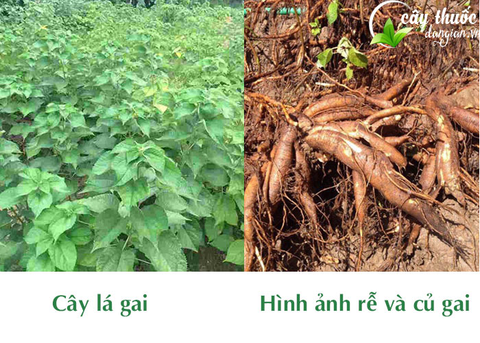 cây và củ gai