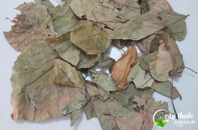 Mua lá vông ở đâu chất lượng