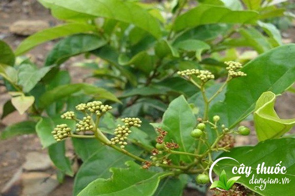 Xạ vàng là một cây dược liệu thuộc họ xạ được dùng để làm thuốc chữa bệnh