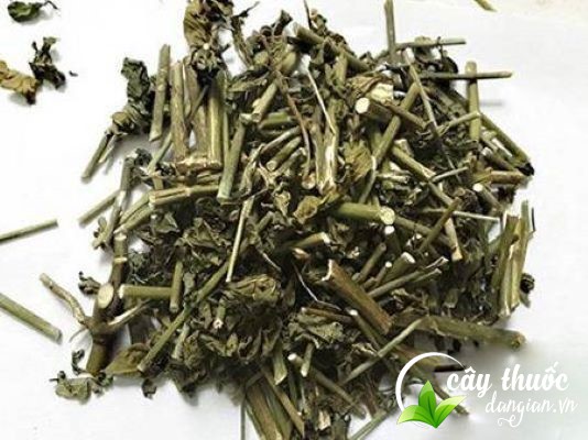 cây xương khỉ khô