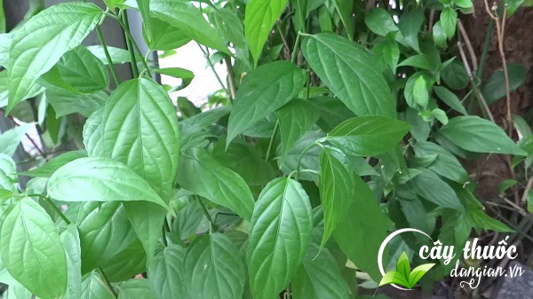 hinha-anh-cay-xuong-khi