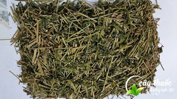 cay-xuong-khi-dung-trong-cac-bai-thuoc-nam