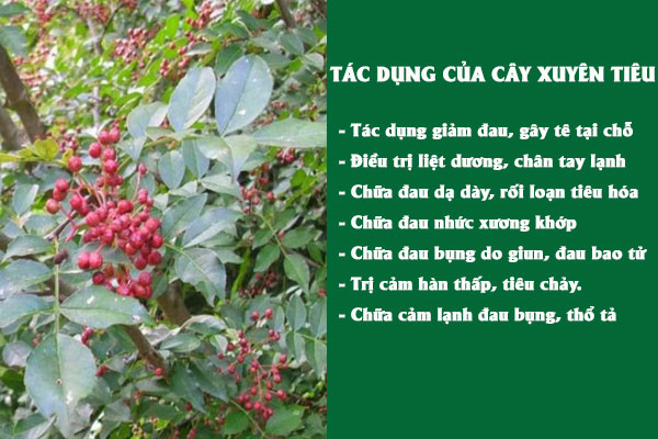 Tác dụng của cây xuyên tiêu đối với sức khỏe