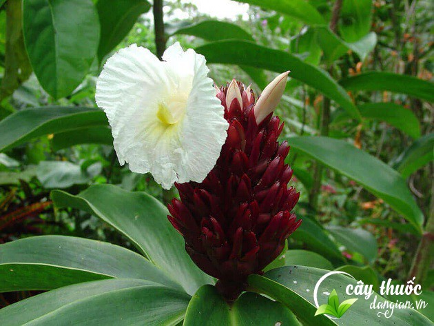 Cây mía dò hỗ trợ điều trị sỏi thận