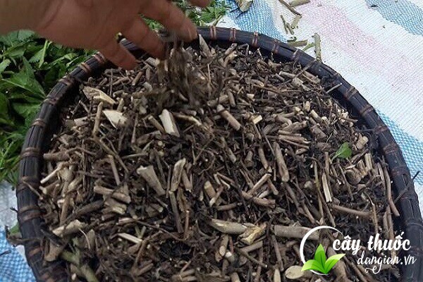 Lưu ý không lạm dụng cây đuôi chuột để hạn chế những tác dụng phụ không mong muốn