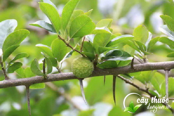 Cây mỏ quả còn có tên gọi khác là hoàng lồ, móc câu,.. được sử dụng nhiều trong Đông y làm thuốc trị bệnh