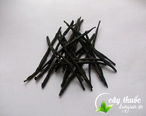 Các bài thuốc chữa bệnh từ chè đắng