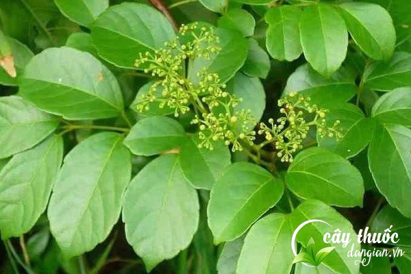 Chè dây có tên khoa học là Ampelopsis cantoniensis