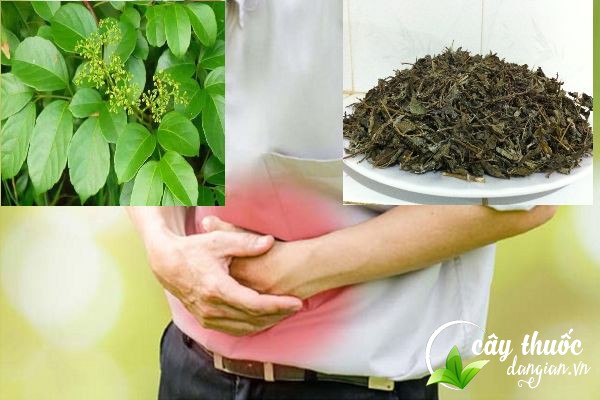 Bài thuốc chè dây chữa bệnh dạ dày