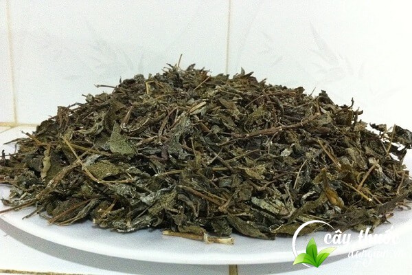 Bài thuốc chè dây chữa bệnh