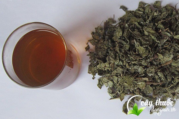 Nên uống chè dây vào buổi sáng trước khi ăn 30 phút