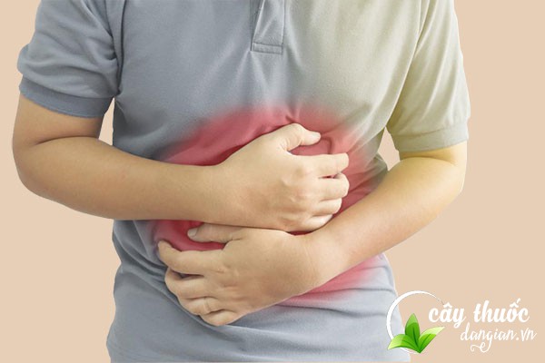 Chè dung có nhiều công dụng chữa bệnh, trong đó hỗ trợ chữa trị đau dạ dày hiệu quả