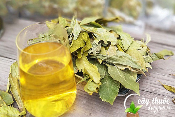 Chè dung có thể dùng pha trà hoặc sắc với nước uống làm bài thuốc chữa bệnh