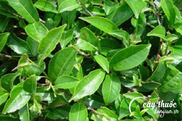 Chè dung hay còn gọi là chè lang và có tên khoa học là Syplocos racemosa Roxb