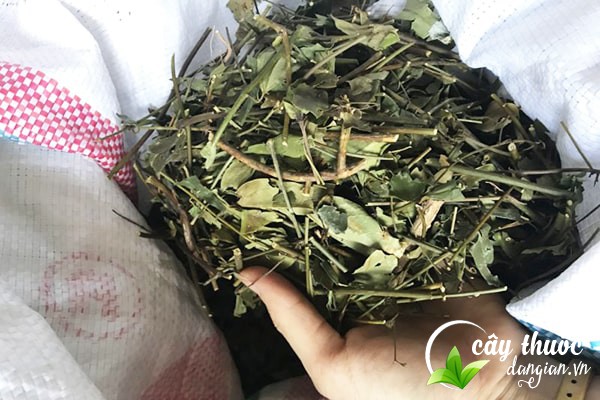 bi-quyet-chon-che-vang-kho