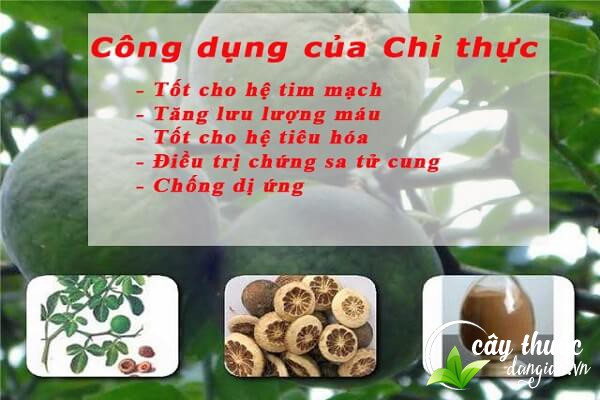 Những công dụng tuyệt vời của chỉ thực