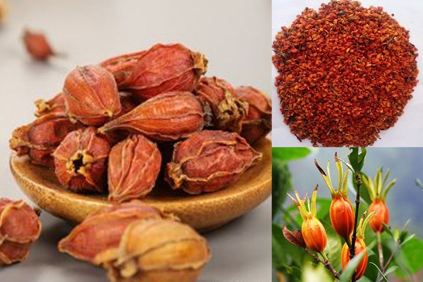 Chi tử là quả của cây dành dành hay còn có tên gọi khác là sơn chi, sơn chi tử,...