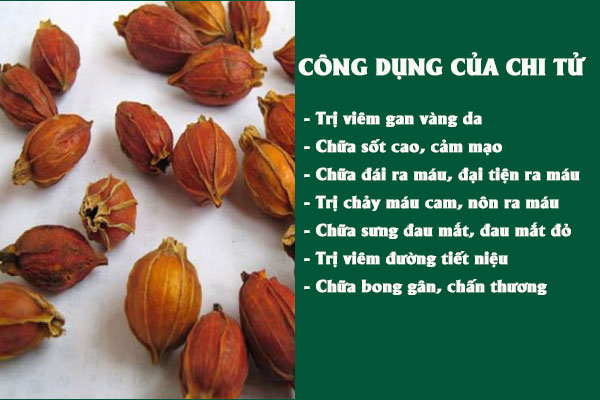 Những công dụng tuyệt vời của chi tử đối với sức khỏe
