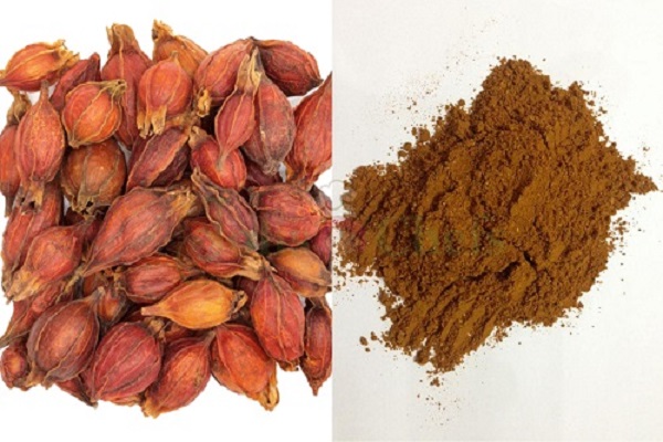 Lưu ý trước khi dùng chi tử cần phải tham khảo ý kiến của bác sĩ, thầy thuốc