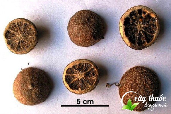 Chỉ xác hay có tên khoa học là Fructus citri Aurantii