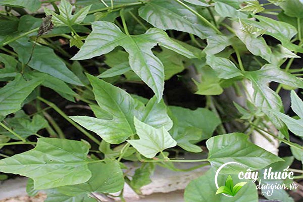 Chìa vôi có tên gọi khác là bạch phấn đằng, bạch liễm,... được sử dụng làm thuốc chữa bệnh