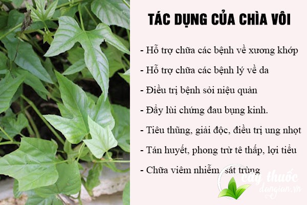 Chìa vôi có tác dụng tốt cho sức khỏe cả về mặt Đông y và Y học hiện đại