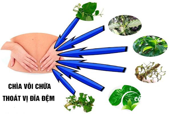 Chìa vôi được nhiều người sử dụng làm bài thuốc chữa thoát vị đĩa đệm