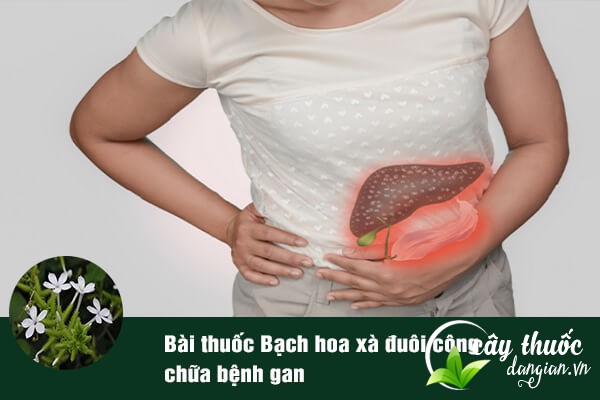 Bạch hoa xà đuôi công thường được sử dụng nhiều để làm bài thuốc chữa bệnh gan.