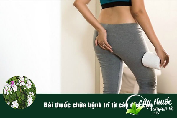 Cây dừa cạn cũng thường được sử dụng để làm bài thuốc chữa bệnh trĩ.
