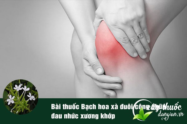 Bạch hoa xà đuôi công được sử dụng để làm bài thuốc trị thấp khớp, đau nhức xương khớp.