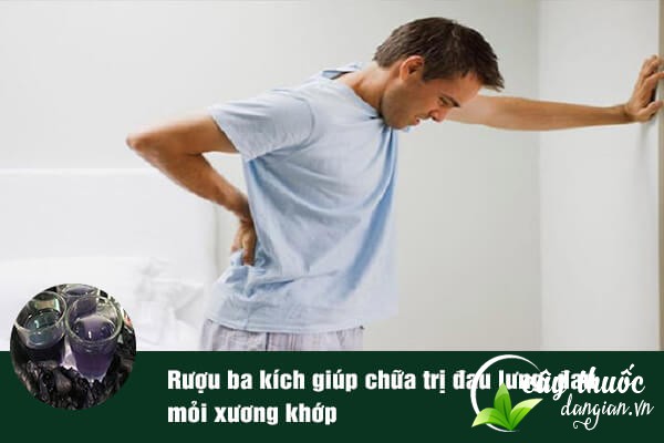 Ba kích cũng thường được dùng ngâm rượu để hỗ trợ điều trị đau nhức xương khớp, đau mỏi lưng,...