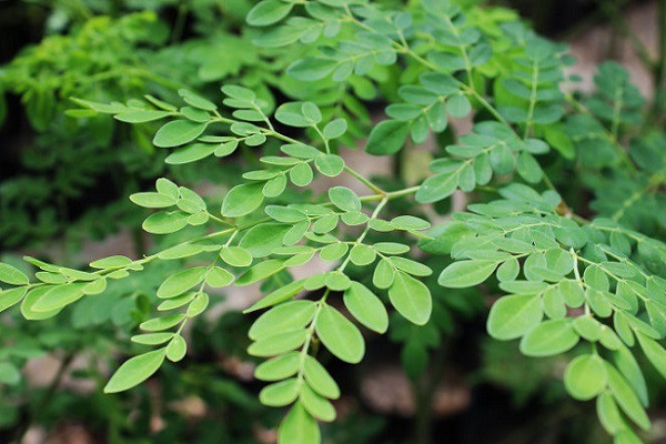 Cây chùm ngây có tên khoa học là Moringa oleifera Lamk là một loại rau và là một dược liệu tốt.