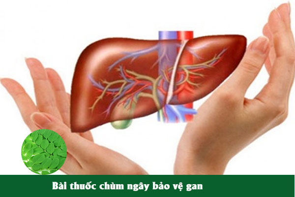 Chùm ngây thường được dùng làm bài thuốc bảo vệ gan, điều hòa huyết áp.