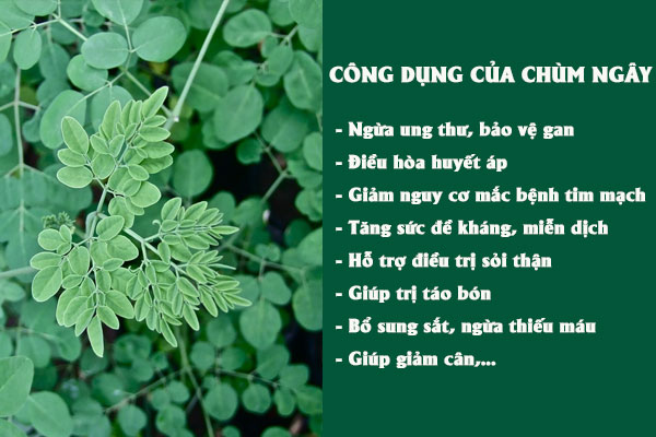 Một số công dụng tốt của chùm ngây đối với sức khỏe.