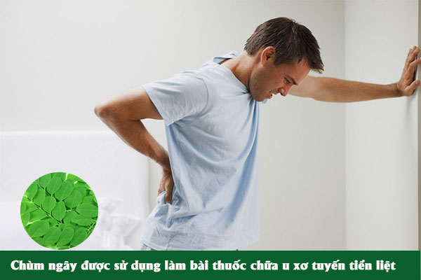 Có thể sử dụng chùm ngây làm bài thuốc chữa u xơ tuyến tiền liệt ở nam giới.
