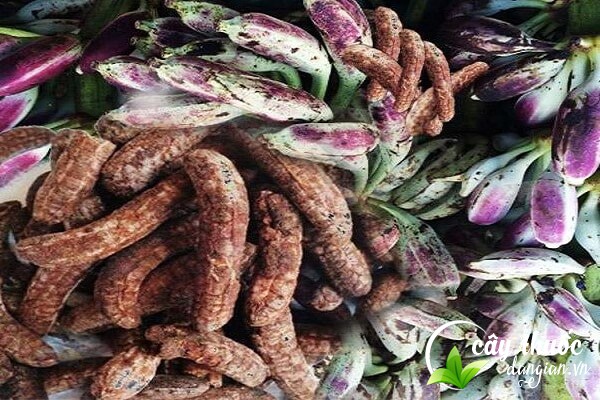 Chuối hột rừng