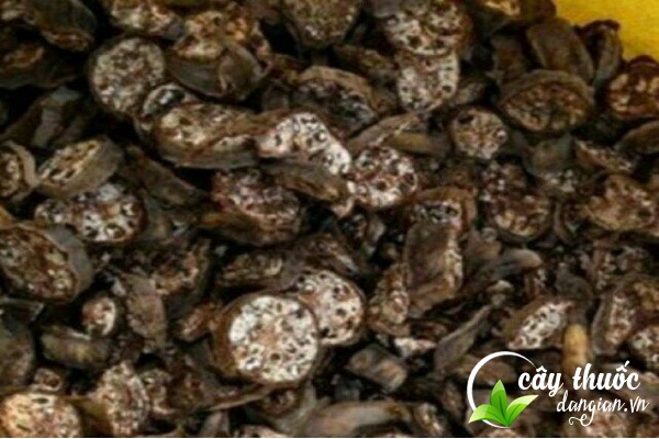 Chuối hột rừng thường dùng để làm các bài thuốc chữa bệnh