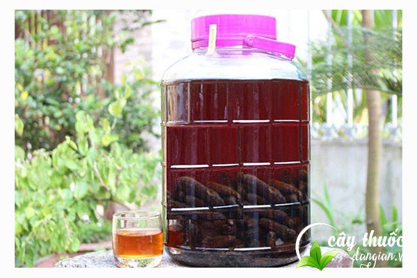 Rượu ngâm chuối hột rừng