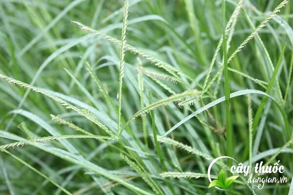 Cỏ mần trầu còn gọi là cỏ màn trầu, vườn trầu, ngưu cân thảo,... là 1 thảo dược tốt cho sức khỏe