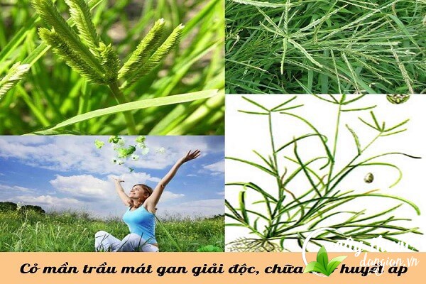 Cỏ mần trầu có công dụng mát gan, giải độc, chữa cao huyết áp và nhiều bệnh lý khác,...