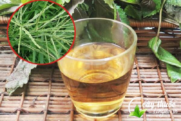 Bài thuốc cỏ mần trầu giúp chữa bệnh lao phổi