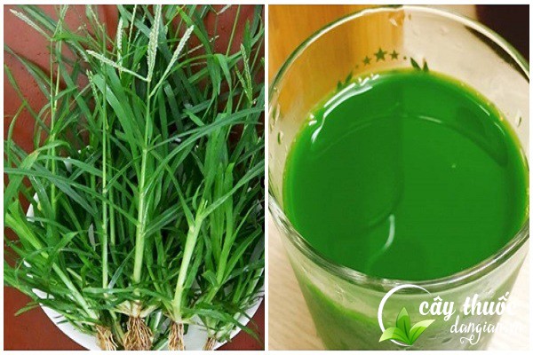 Bài thuốc cỏ mần trầu giúp ổn định huyết áp