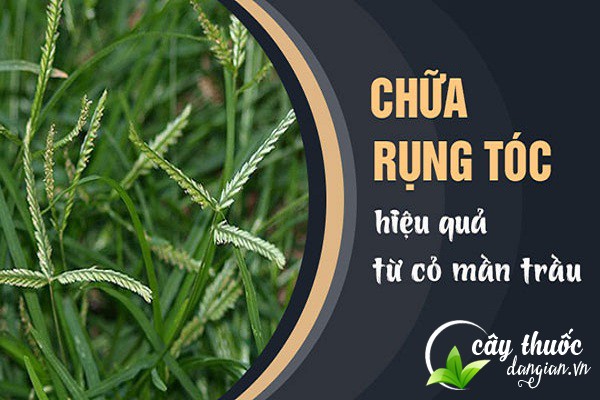 Bài thuốc chữa rụng tóc từ cỏ mần trầu rất hiệu quả được nhiều người áp dụng
