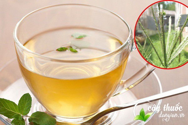 Lưu ý nên tham khảo ý kiến bác sĩ, thầy thuốc trước khi sử dụng các bài thuốc từ cỏ mần trầu