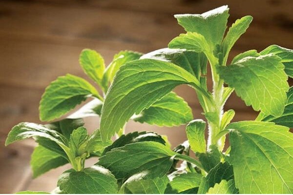 Cỏ mật hay còn gọi là cỏ ngọt, cúc ngọt, cỏ đường là một dược liệu quý