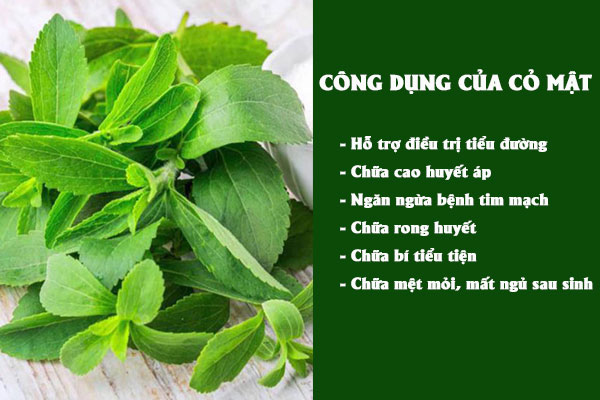 Cỏ mật có nhiều công dụng tốt cho sức khỏe và một số bệnh lý