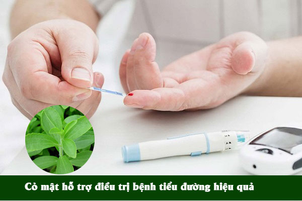 Cỏ đường thường được dùng để hỗ trợ cho bệnh nhân tiểu đường