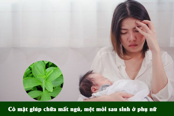 Cỏ mật được sử dụng làm bài thuốc chữa mất ngủ, mệt mỏi sau sinh ở phụ nữ